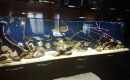 Встроенный аквариум в гостиной-image-0003