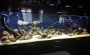 Встроенный аквариум в гостиной-image-0004